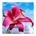 flowers. magic touch. android application logo